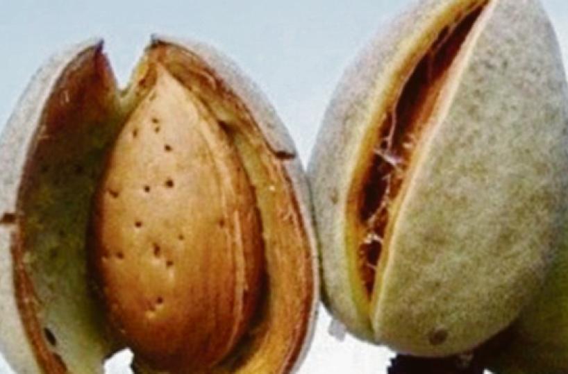 La mandorla di Toritto una storia che nasce con l’Unità d’Italia