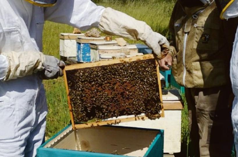 Mesagne, l’apicoltura diventa riscatto per i ragazzi a rischio devianza