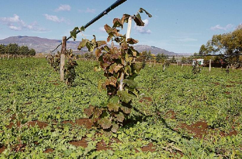 Agricoltura, in Basilicata viaggio nell’innovazione: il futuro è adesso con Agriworld 2023