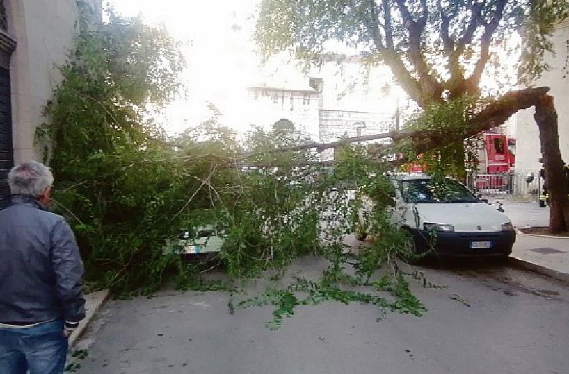 Barletta,  un albero si spezza e cade sulle auto: tragedia sfiorata 