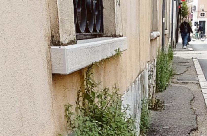 Foggia, sui marciapiedi erba come in una giungla, il Comune diffida la ditta