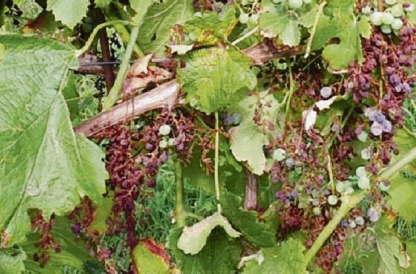 Brindisi, viticoltura: l’attacco di peronospora compromette l’annata
