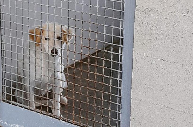 Bari, viaggio tra i cani chiusi in gabbia: «Adottare è atto d’amore»