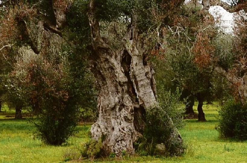 La Xylella alle porte di Bari: «Mai rilevato così a nord». Ormai è allarme