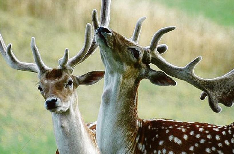  Lagonegro, l'oasi nel dimenticatoio: nel Parco Giada morti due daini 