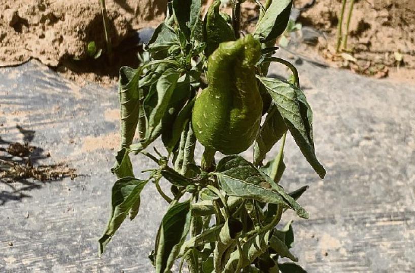 In Basilicata è allarme: «Il peperone ipg di Senise muore di sete»
