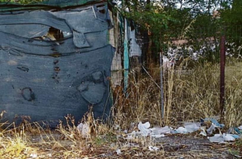 Foggia, «In via Almirante c'è un lager di cani» sos degli animalisti 