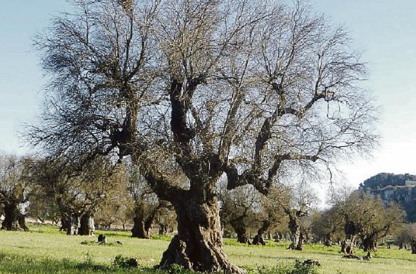 Puglia, la Xylella frena la corsa: meno piante infettate