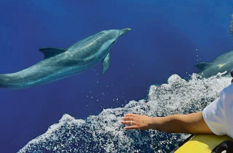 I delfini di Taranto incantano i turisti: «Esperienza indimenticabile»
