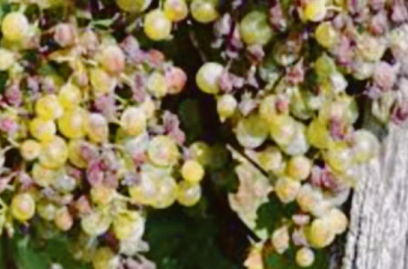 Vendemmia a picco a Venosa: colpa del fungo killer ma la qualità resta alta