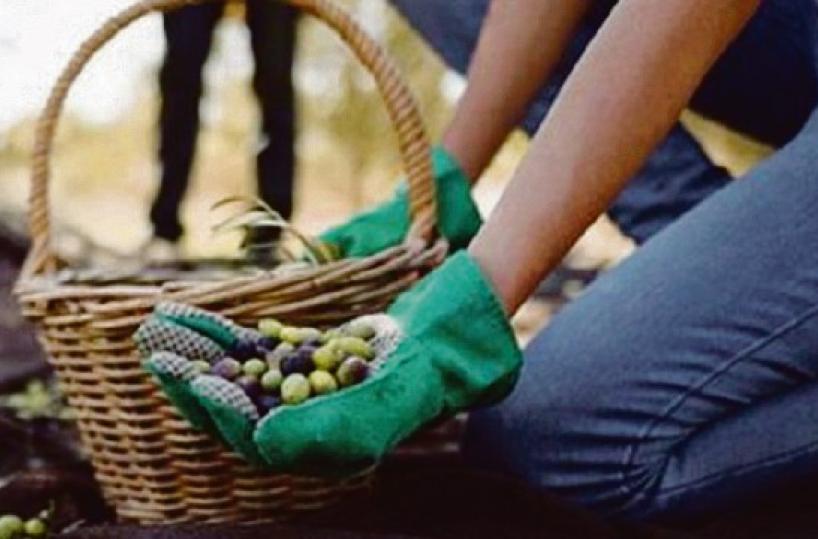 Parte la stagione dell’olio nuovo nella Puglia polmone olivicolo