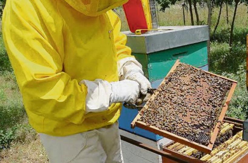 L’allevamento più dolce: apicoltura lucana oltre le bizze del meteo