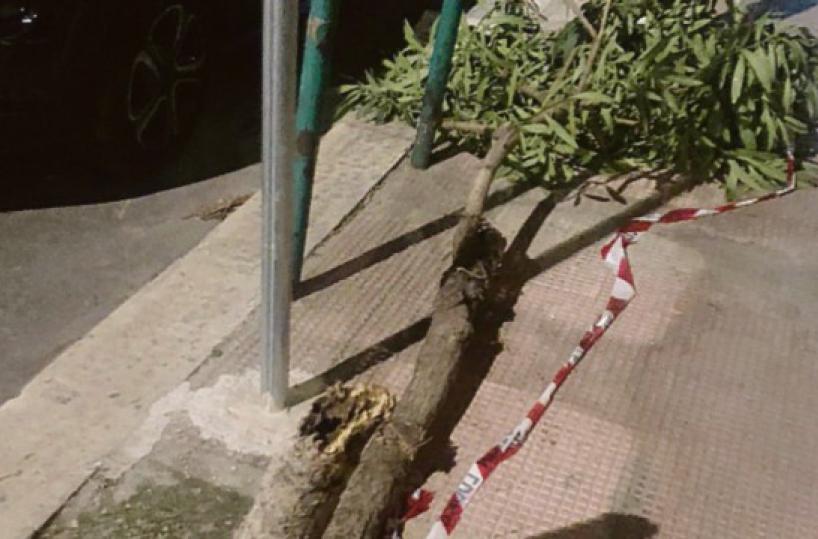 Bari, albero divelto di fronte all’ex Palace; simbolo di un inesorabile degrado