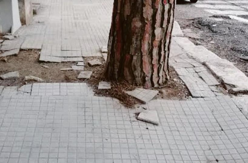 Lecce, viali e marciapiedi dissestati: saranno abbattuti cento pini