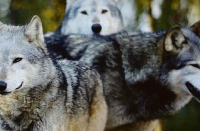 Locorotondo, strage di pecore: «I lupi creano molti danni»