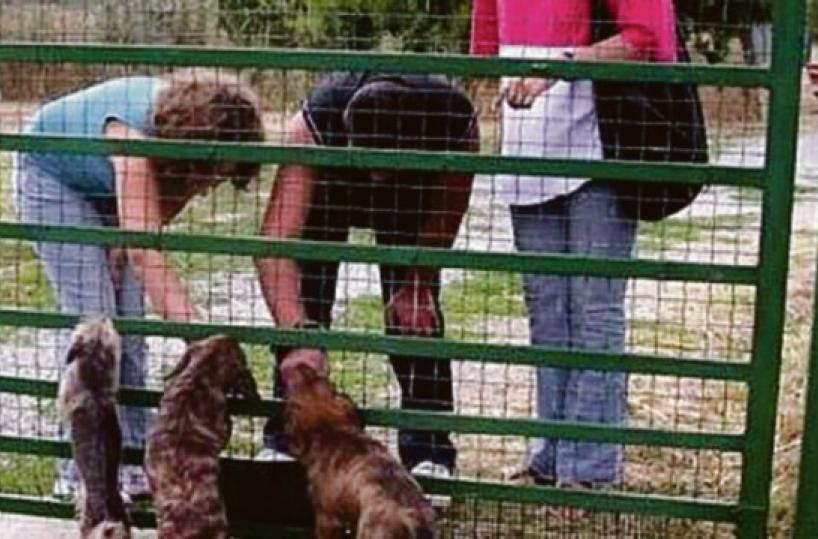 Tyson e Hadolf, cani ereditati dal Comune di Trani: spediti a Roma per la rieducazione