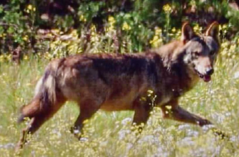 Nasce il «Coordinamento a tutela del lupo nel Salento»
