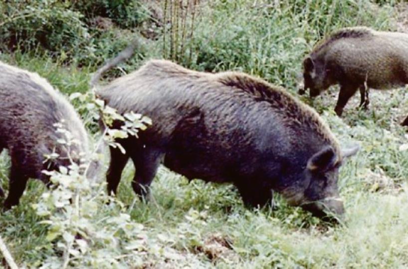 Monopoli, cinghiali vanno a spasso: aggrediti un cane e il suo padrone