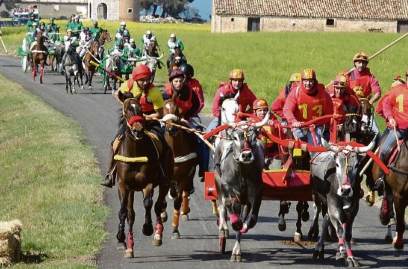 Questione di ordine pubblico: al Palio dei Buoi di Chieuti vince il carro che bara