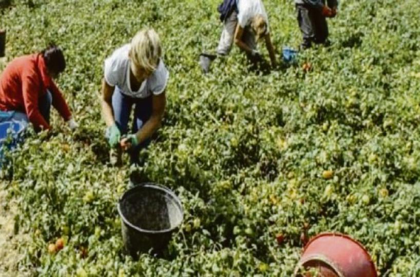 Ventisei anni fa a Cerignola una delle prime testimonianze del caporalato
