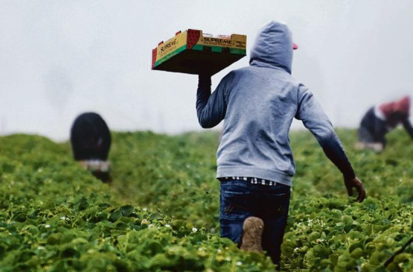 Singh morto di stenti nei campi a Laterza: il datore di lavoro era già a processo per caporalato