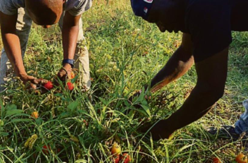 La salsa di pomodoro solidale «made in Bari» compie 11 anni