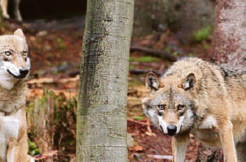 Leuca, attacco dei lupi in una villa: sbranato il cane dei proprietari