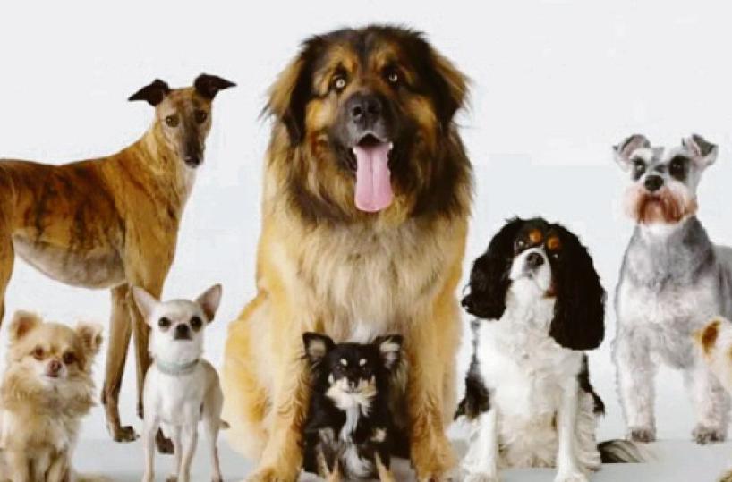 L'Italia non è un Paese per cani: nel 2023 abbandonati 85mila cuccioli, maglia nera per la Puglia