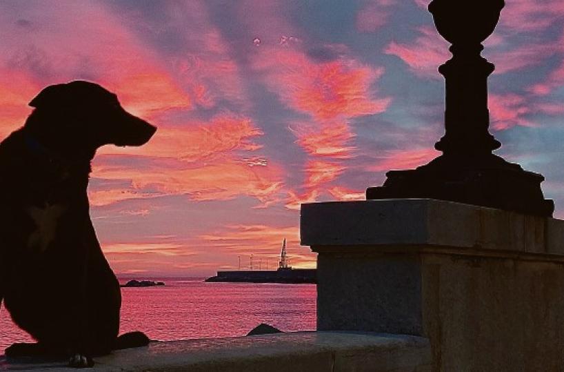 La foto del giorno: una dedica d'addio a Reddie, compagno di albe baresi