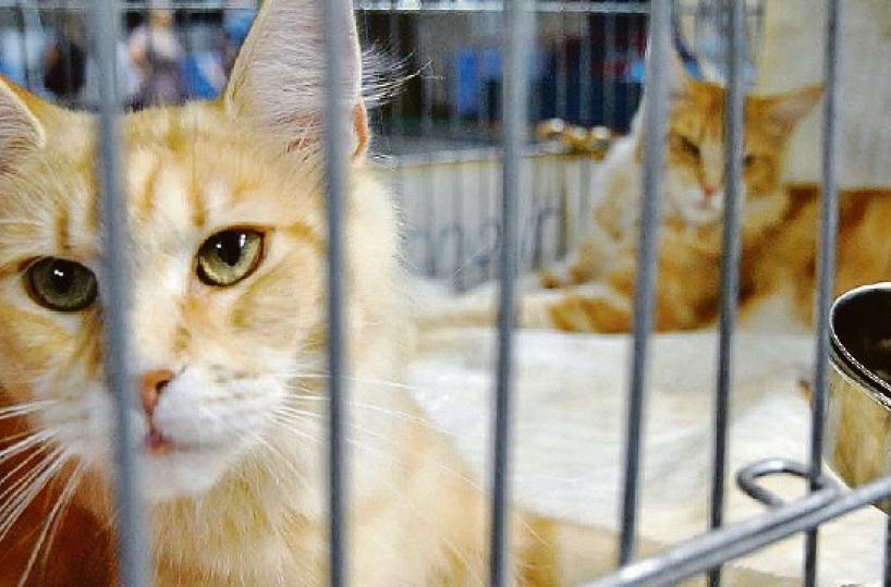 Gatti morti o scomparsi: ora è bufera sul Comune di Taranto