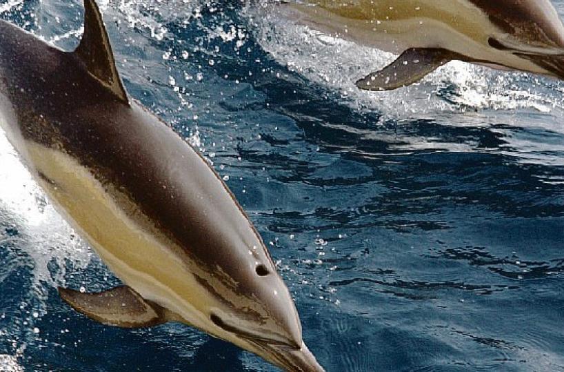 A Porto Cesareo ci sono delfini «ladri» di pesce: marineria disperata. E parte un sos a Emiliano