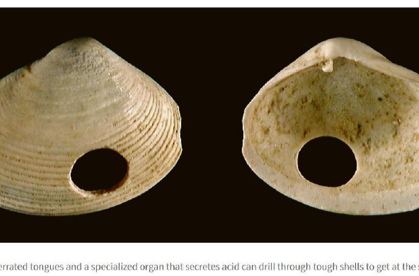 «Dai buchi sulle conchiglie arriva la prova scientifica: il mar Adriatico sta morendo»