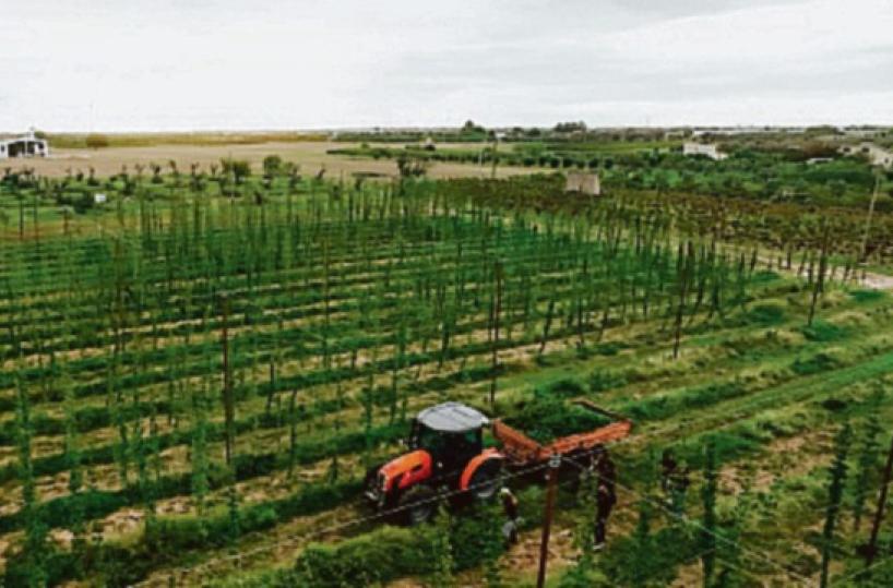Raccolti i luppoli da birra made in Salento e presto anche la prima malteria del territorio