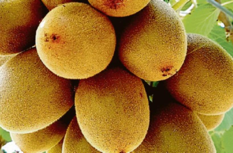 Dal Marocco a Bari, inventa fertilizzante per i kiwi: l’odissea del migrante costretto a fare il magazziniere