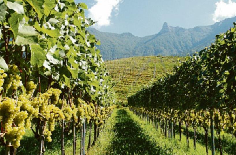 Con i nuovi «vigneti 4.0» addio al dramma della siccità