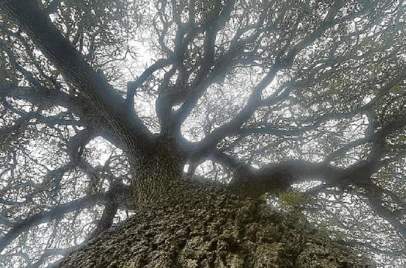 All’ombra della quercia Vallonea l’albero più antico della Puglia