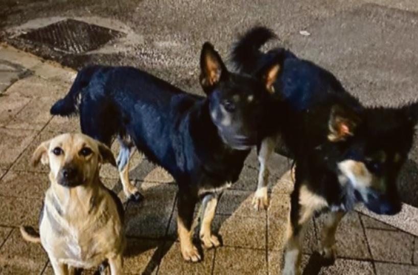 Bari, candeggina versata sulla strada per avvelenare i cani: la denuncia