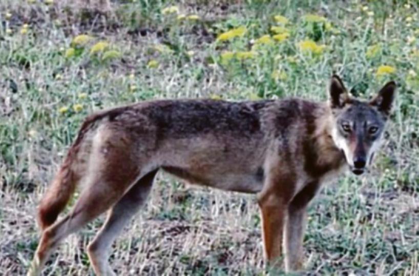 Canosa, scatta l’allarme per i lupi Boom di segnalazioni a Loconia