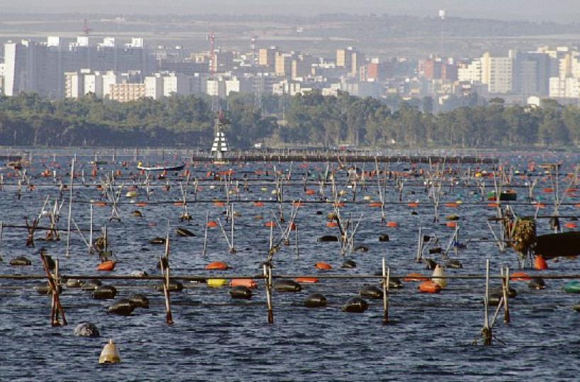 Taranto, «Via gli impianti abusivi dal I seno del Mar Piccolo»