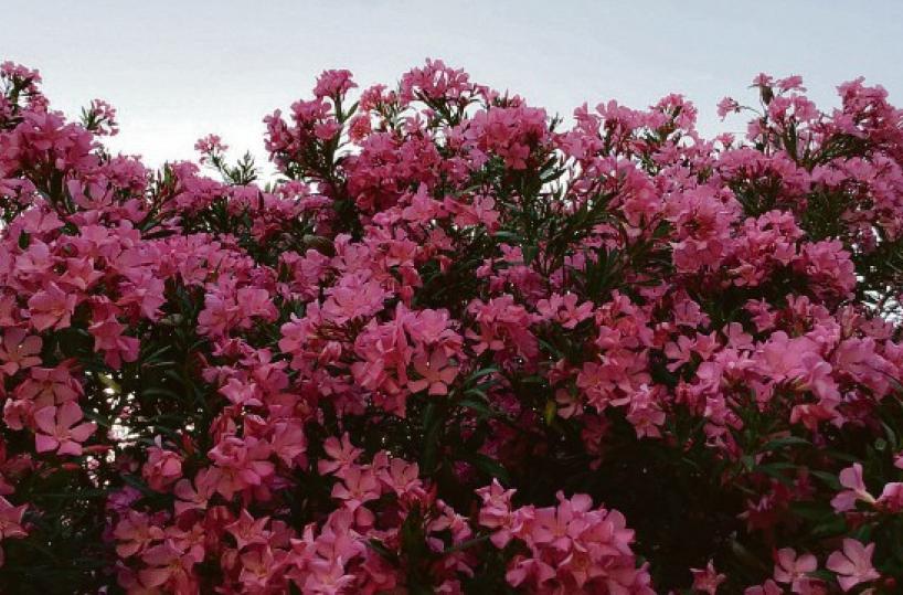 La foto del giorno del 4 giugno 2025