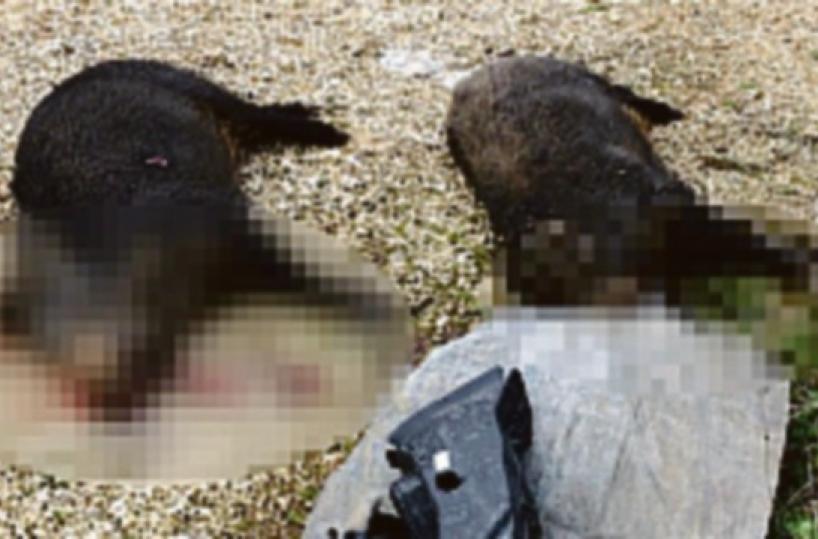 Allarme a Martina Franca: cinghiali devastano ciliegeti