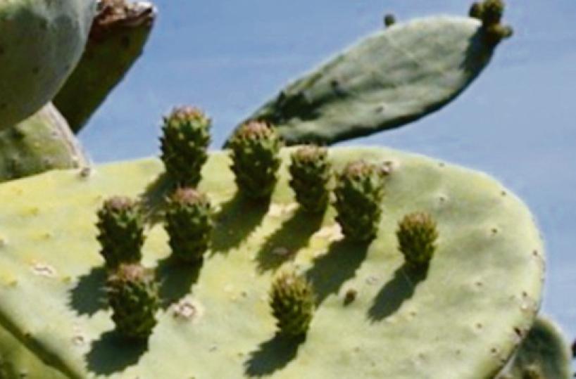 La foto del giorno del 10 luglio 2025