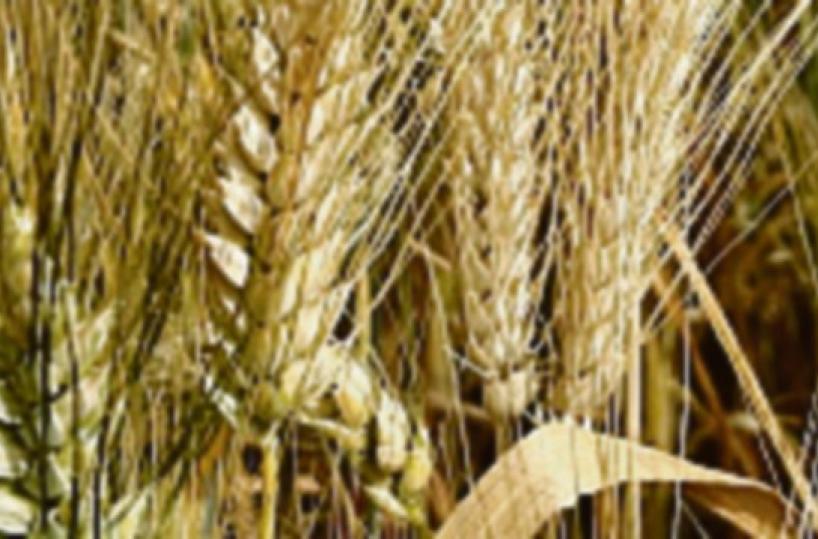 Panificazione interna, un successo