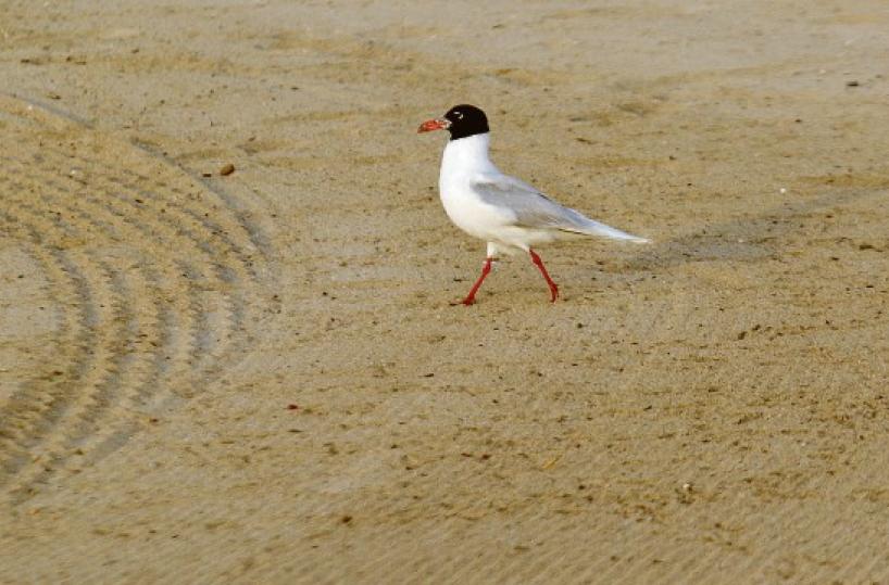 La foto del giorno: ecco la passeggiata barese del gabbiano 