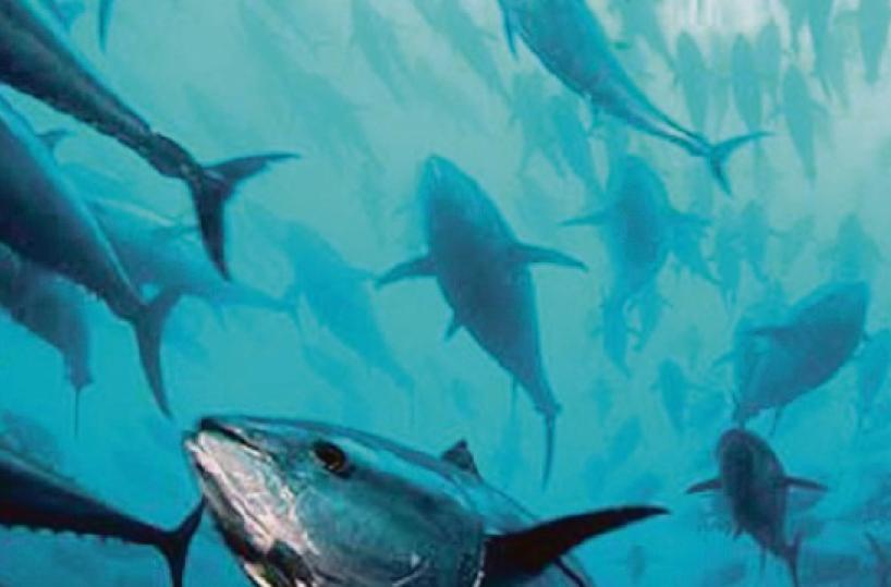 Boom di tonni sul litorale di Bari: popolazione triplicata. In calo alici, sgombri e sardine