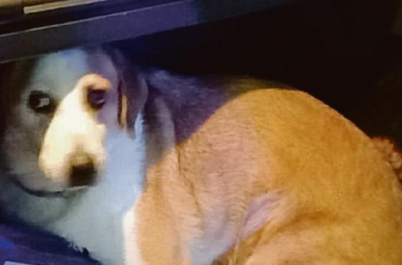 Monopoli, lascia l'auto in divieto di sosta con il cane dentro la vettura: denunciato per maltrattamento degli animali