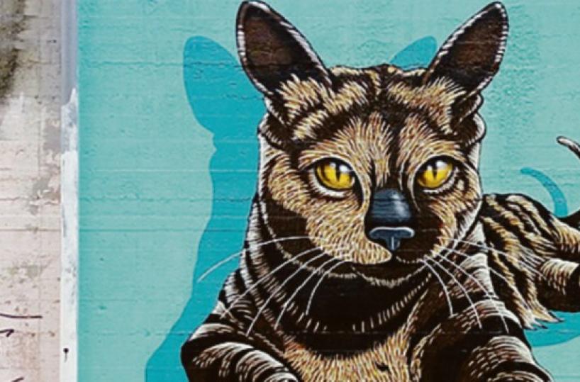 Un murale per «Micia» la gattina uccisa a Potenza