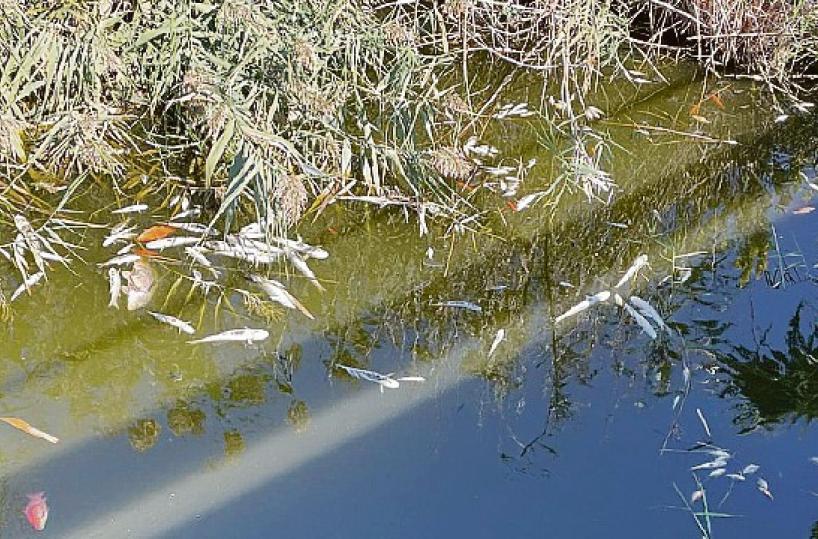 Marina di Ugento, strage di pesci: ostruito il canale di bonifica