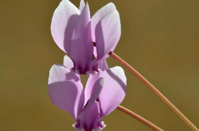 La foto del giorno del 2 novembre 2025