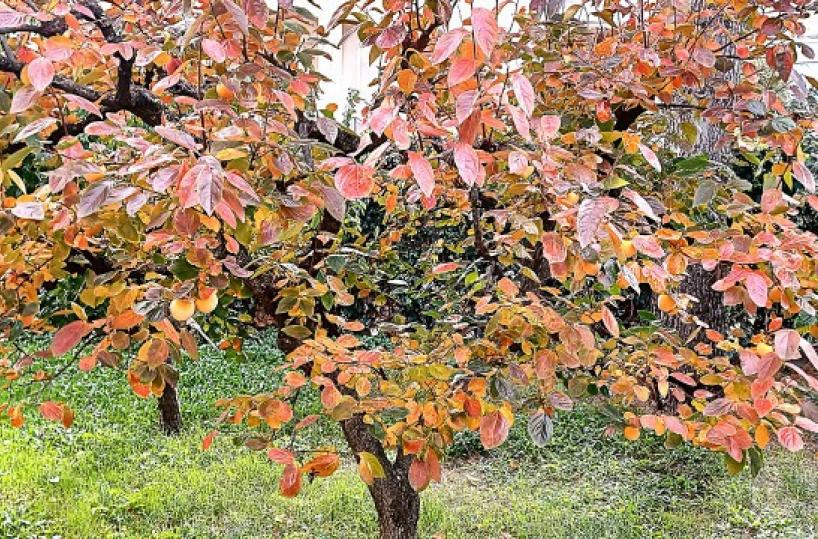 La foto del giorno del 23 ottobre 2025